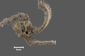 Media type: image; Invertebrate Zoology OPH-4095 Aspect: dorsal